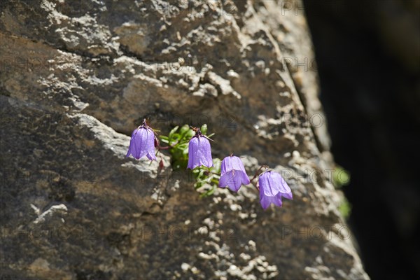 Earleaf bellflower (Campanula cochleariifolia) blooming in the mountains at Hochalpenstrasse, Pinzgau, Salzburg, Austria, Europe