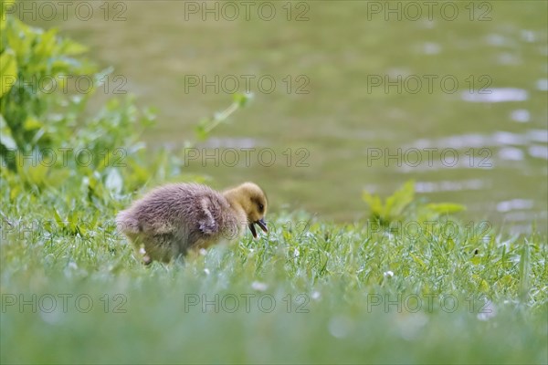 Greylag goose chicks, spring, Germany, Europe