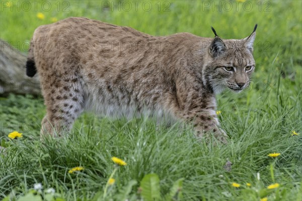 Eurasian lynx (Lynx lynx), captive), coordination enclosure Huetscheroda, Thuringia, Germany, Europe