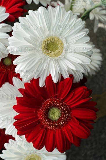 Contrasting red and white Gerber daisy flowers (Gerber daisy) in a close-up, flower sale, central station, Hamburg, Hanseatic City of Hamburg, Germany, Europe