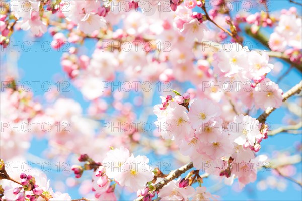 Japanese cherry (Prunus serrulata), also Oriental Cherry, East Asian Cherry or Grannen Cherry, twigs of a cherry tree with bright, delicate, pink and white flowers and flower buds in front of a clear, bright blue sky, sunny day, spring, cherry blossom, ornamental cherry, close-up, macro shot, blurred background with bokeh effect, Lower Saxony, Germany, Europe