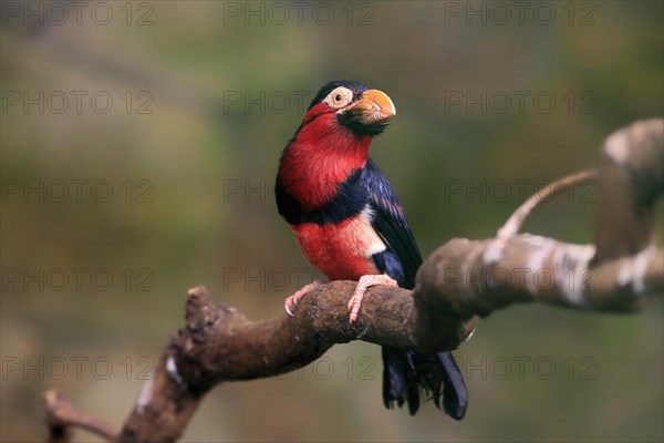 Bearded barbet, (Lybius dubius), adult, male, waiting, tree, captive