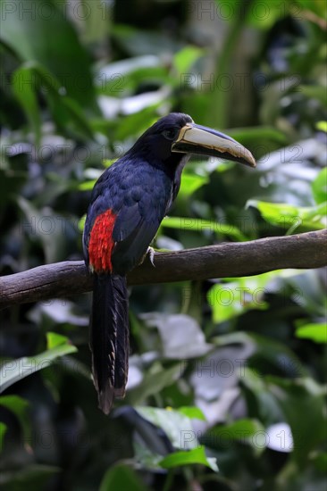 Black-necked aracari (Pteroglossus aracari), adult, on tree, captive, South America