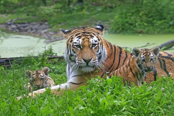 Siberian tiger (Panthera tigris altaica), adult, female, two young animals, mother with two cubs, captive