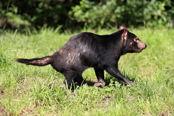 Tasmanian devil (Sarcophilus harrisii), adult, vigilant, running, captive, Tasmania, Australia, Oceania