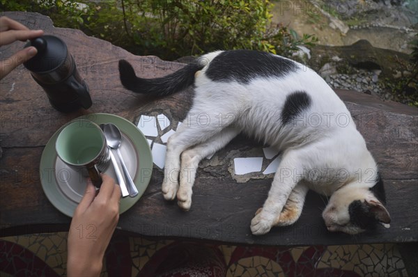 Overhead view of hands preparing coffee in a french press beside a sleeping cat on a wooden balcony, showing a candid peaceful daily life at home with a pet