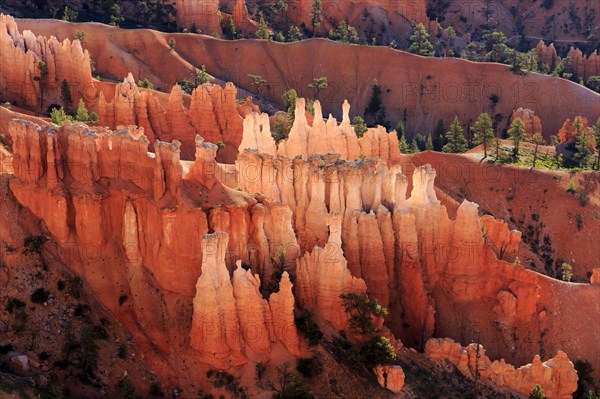 A picture of impressive orange-coloured rock formations with green trees under a clear sky, Bryce Canyon National Park, North America, USA, South-West, Utah, North America