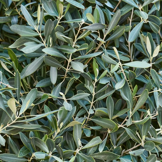 Seamless texture of olive tree branches and leaves AI generated