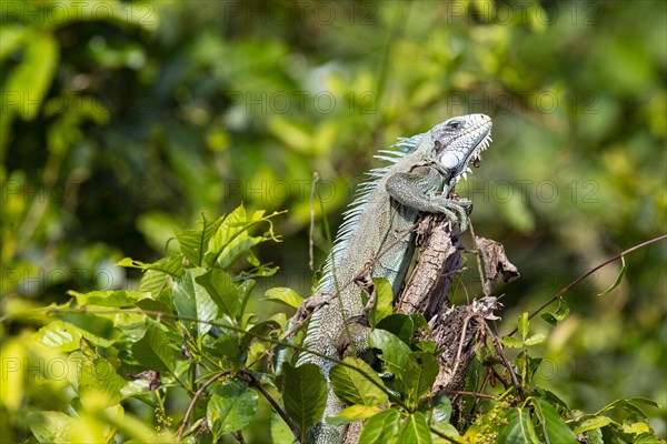 Green iguana (Iguana iguana) Pantanal Brazil