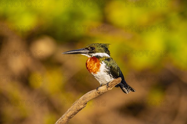 Green Kingfisher (Chloroceryle americana) Pantanal Brazil