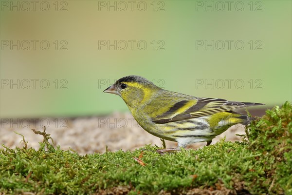 Eurasian siskin (Carduelis spinus), male sitting on moss, mossy ground, Wilnsdorf, North Rhine-Westphalia, Germany, Europe