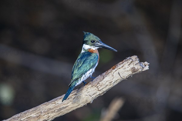 Green Kingfisher (Chloroceryle americana) Pantanal Brazil