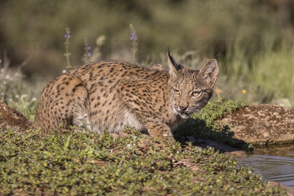 Pardell Lynx female, Iberian Lynx (Lynx pardinus), Extremadura, Castilla La Mancha, Spain, Europe