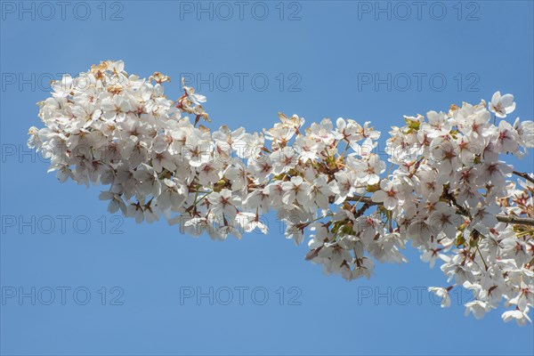 White cherry blossoms against a blue sky in Ystad, Scania, Sweden, Scandinavia, Europe