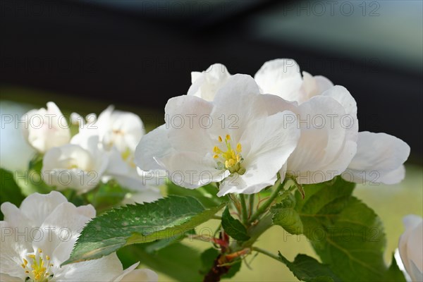 Apple blossoms (Malus), white blossoms, Wilnsdorf, Nordrhein. Westphalia, Germany, Europe