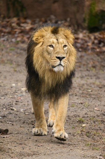 Portrait of an Asiatic lion (Panthera leo persica) male walking in the dessert, captive, habitat in India