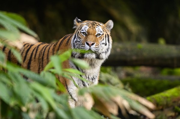 Portrait of a Siberian tiger or Amur tiger (Panthera tigris altaica) in the forest, captive, habitat in Russia