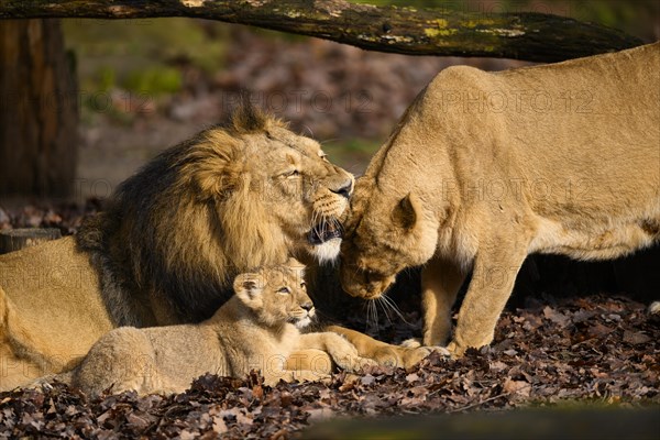 Asiatic lion (Panthera leo persica) family with the lioness, the male and the cub, captive, habitat in India