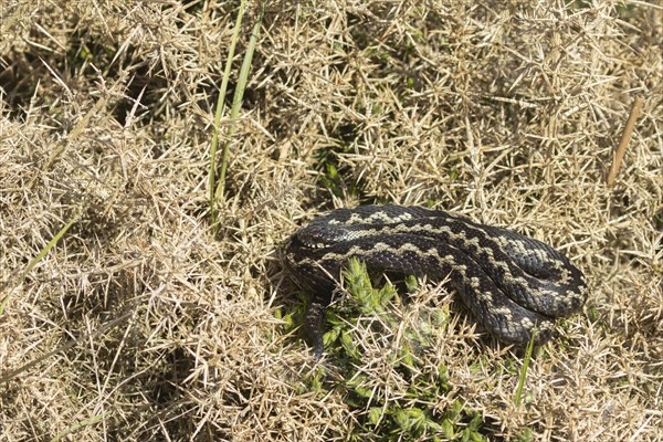 European adder (Vipera berus) adult snake basking on a gorse bush, England, United Kingdom, Europe