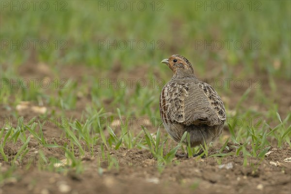 Grey or English partridge (Perdix perdix) adult bird in a farmland cereal field, England, United Kingdom, Europe