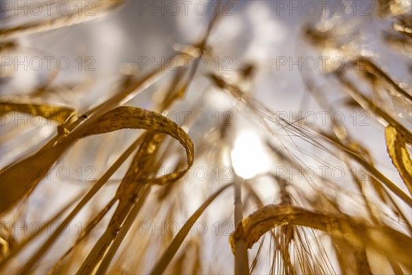 Sunny detail of a barley field focussing on the ear structures, Cologne, North Rhine-Westphalia, Germany, Europe