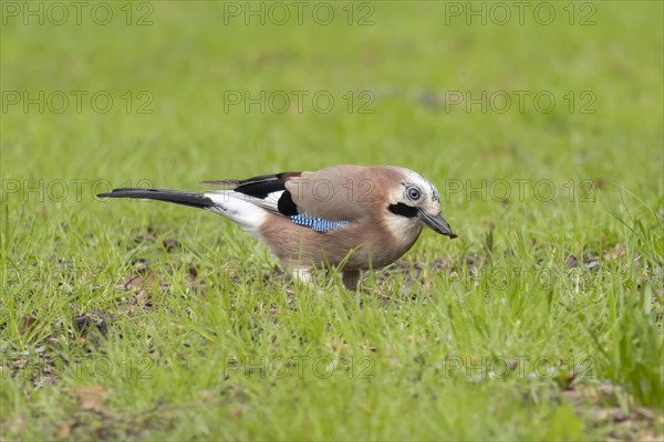 Eurasian jay (Garrulus glandarius) adult bird feeding on a garden lawn, England, United Kingdom, Europe