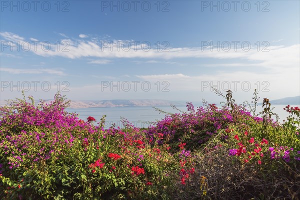 Purple and red bougainvillea flowers in garden overlooking the Sea of Galilee and the Golan Heights at The Church of the Beatitudes, Mount of Beatitudes, Sea of Galilee region, Israel, Asia