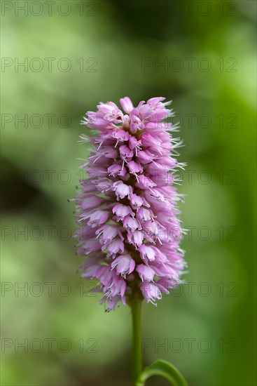 Flowering knotweed (Bistorta officinalis), Bavaria, Germany, Europe