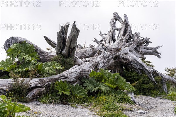 Trees burned by volcanic eruption, Chaiten Volcano, Carretara Austral, Chile, South America