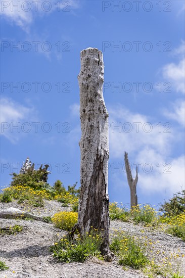 Trees burned by eruption, Chaiten Volcano, Carretara Austral, Chile, South America