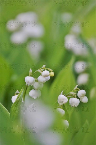 Lily of the valley, Germany, Europe