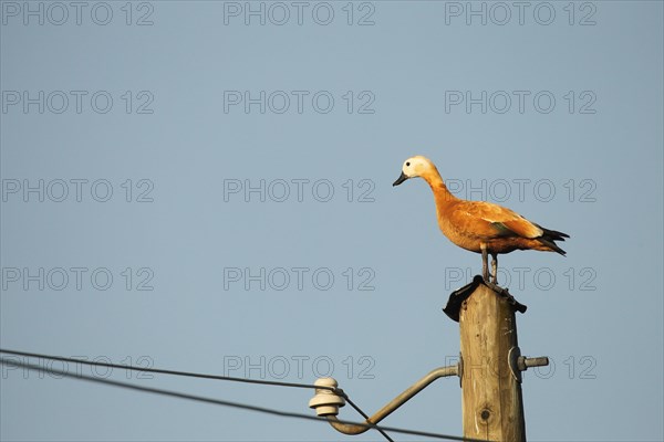 Ruddy shelduck (Tadorna ferruginea) female animal resting on a power pole, Allgaeu, Bavaria, Germany, Europe