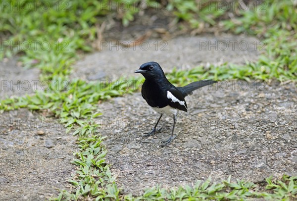 Oriental Magpie-Robin (Copsychus saularis) or Oriental Magpie-Robin, Backwaters, Kumarakom, Kerala, India, Asia