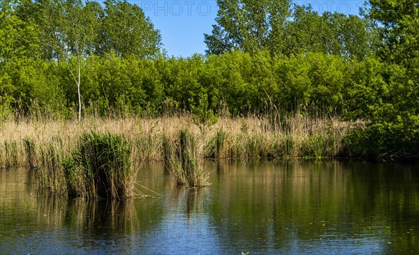 Nature at the large cleaning pond in Beech Forest, Hobrechtswald, Beech, Brandenburg, Germany, Europe