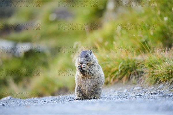 Alpine marmot (Marmota marmota) youngster on a trail in summer, Grossglockner, High Tauern National Park, Austria, Europe