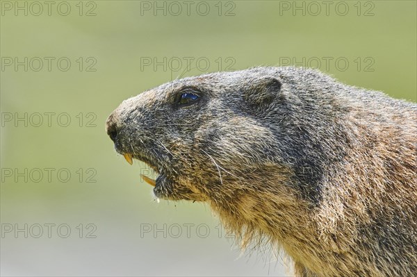 Portrait of an Alpine marmot (Marmota marmota) s, Grossglockner, High Tauern National Park, Austria, Europe