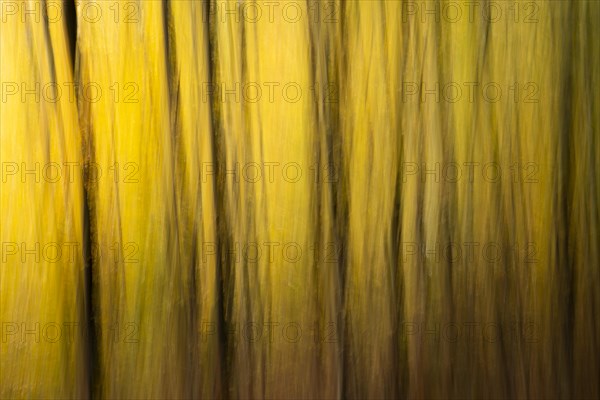 Beech forest in autumn, dark trunks, yellow leaves. Wipe effect, ICM (Intentional camera movement) . Neckargemuend, Kleiner Odenwald, Baden-Wuerttemberg, Germany, Europe