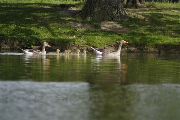 Greylag goose chicks, spring, Germany, Europe