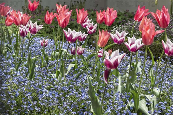 Tulips (Tulipa) and Forget-me-nots (Myosotis sylvestris), Weimar, Thuringia, Germany, Europe
