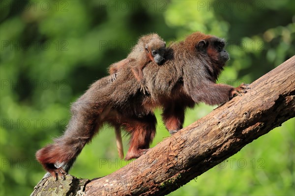 Coppery titi (Plecturocebus cupreus), adult, female, young animal, on mother's back, on tree, alert, captive, South America