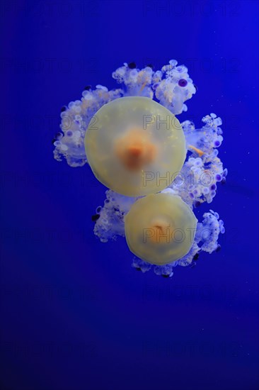 Fried egg jellyfish (Cotylorhiza tuberculata), in water, captive, Mediterranean Sea