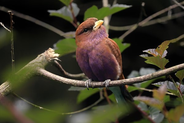 Broad-billed roller (Eurystomus glaucurus), adult, on tree, vigilant, captive