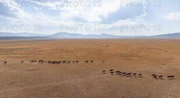 Herd of horses, Aerial view, Vast empty landscape at the mountain lake Song Kul in autumn, Moldo Too Mountains, Naryn region, Kyrgyzstan, Asia