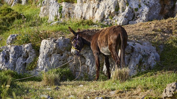 Brown donkey with a halter, tied to a string next to rocks, Lindos, Rhodes, Dodecanese, Greek Islands, Greece, Europe