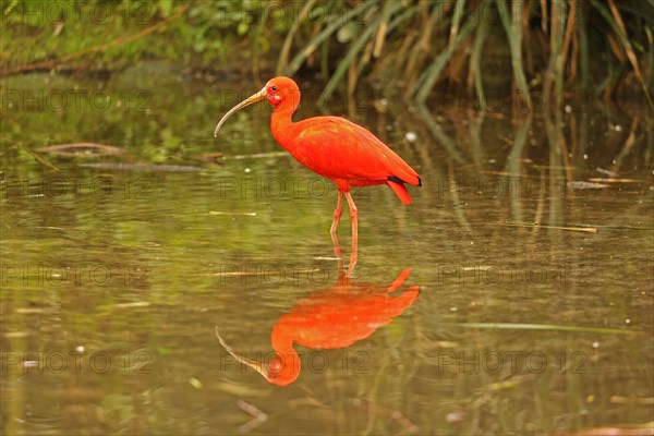 Scarlet ibis (Eudocimus ruber)