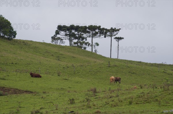 Landscape of the gaucho mountain range, Cambara do sul, Rio Grande do sul, Brazil, South America