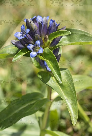 Flowers of the star gentian (Gentiana cruciata), Valais, Switzerland, Europe