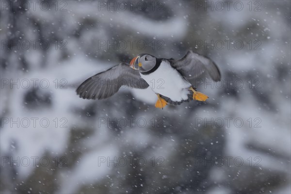 Puffin (Fratercula arctica), flying in the snow, snow, Hornoya, Hornoya, Varangerfjord, Finmark, Northern Norway