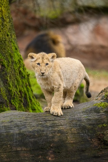 Asiatic lion (Panthera leo persica) cub climbing on a tree trunk, captive, habitat in India