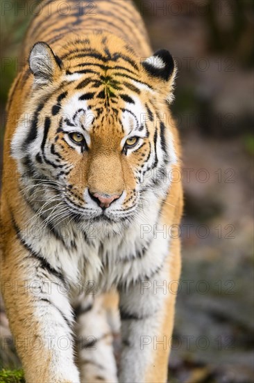 Portrait of a Siberian tiger or Amur tiger (Panthera tigris altaica) in the forest, captive, habitat in Russia